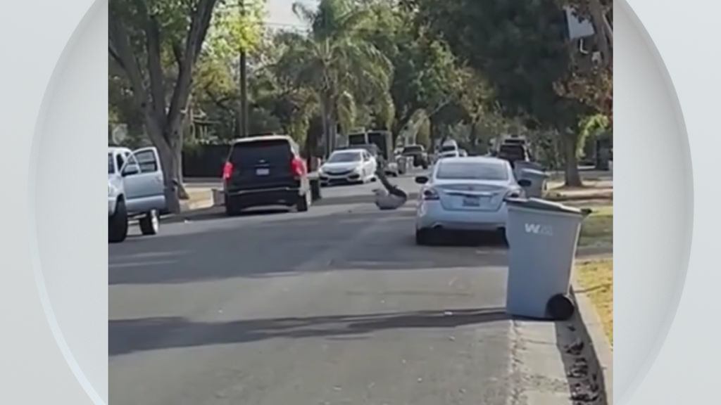 Federal immigration vehicle hits pedestrian in Woodland, police say — CBS Bay Area (KPIX), Cupertino Health news