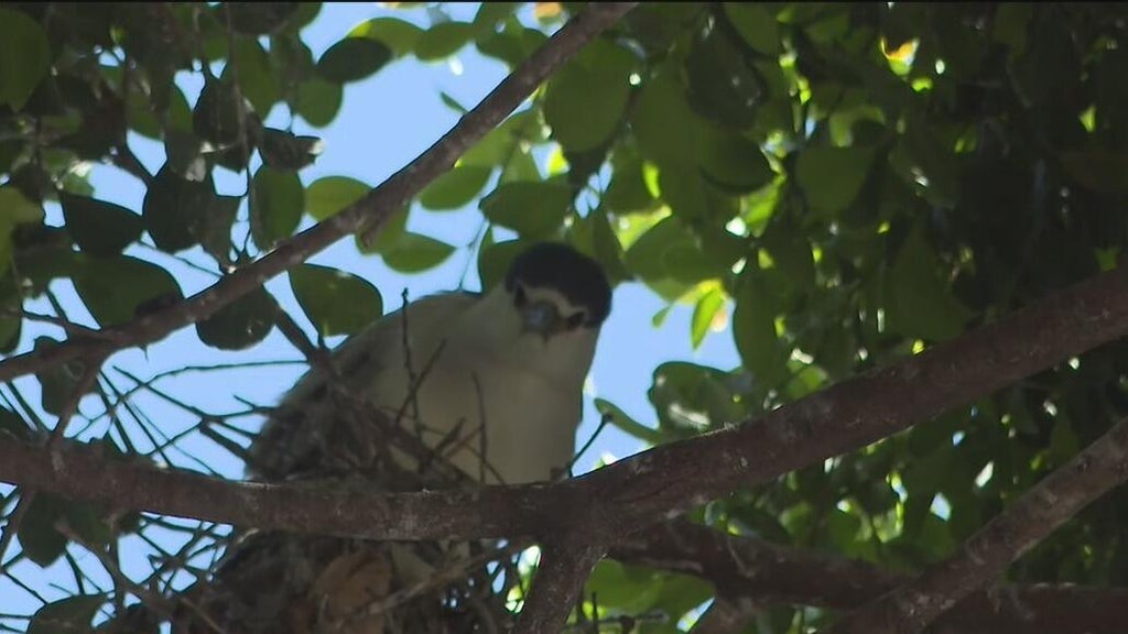 Oakland's official bird among those threatened with removal of downtown trees for housing complex — CBS Bay Area (KPIX), Cupertino Real Estate news