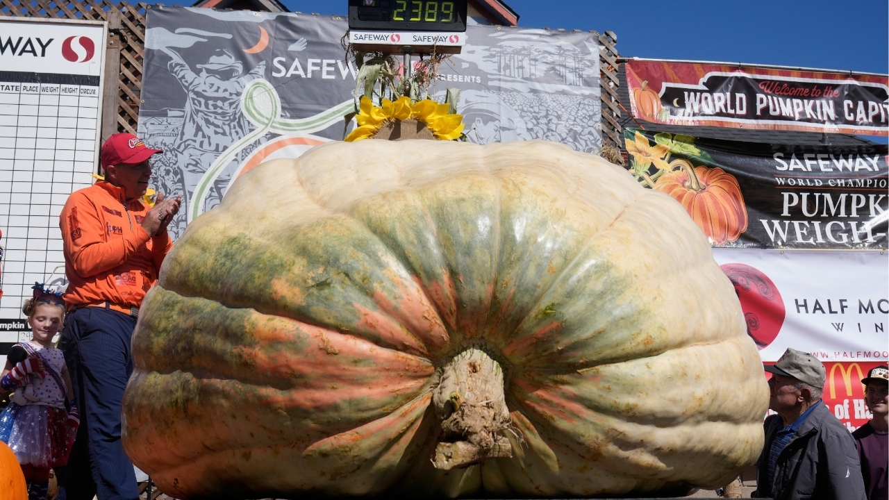 A giant pumpkin named Rocky gives a champion grower his California comeback

       — ABC 7 Bay Area, Cupertino Schools news