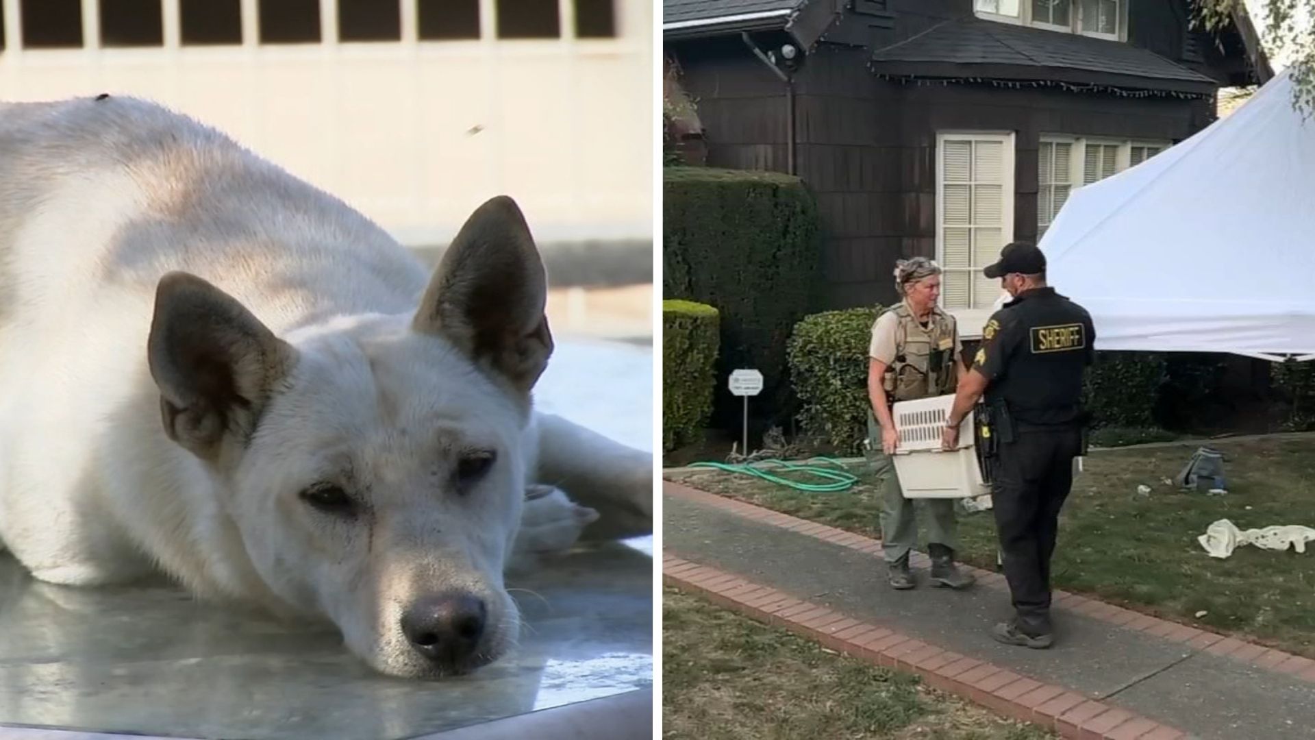 44 dogs removed from Vallejo 'hoarder' home linked to convicted breeder in animal cruelty case
— ABC 7 Bay Area, Cupertino Real Estate news