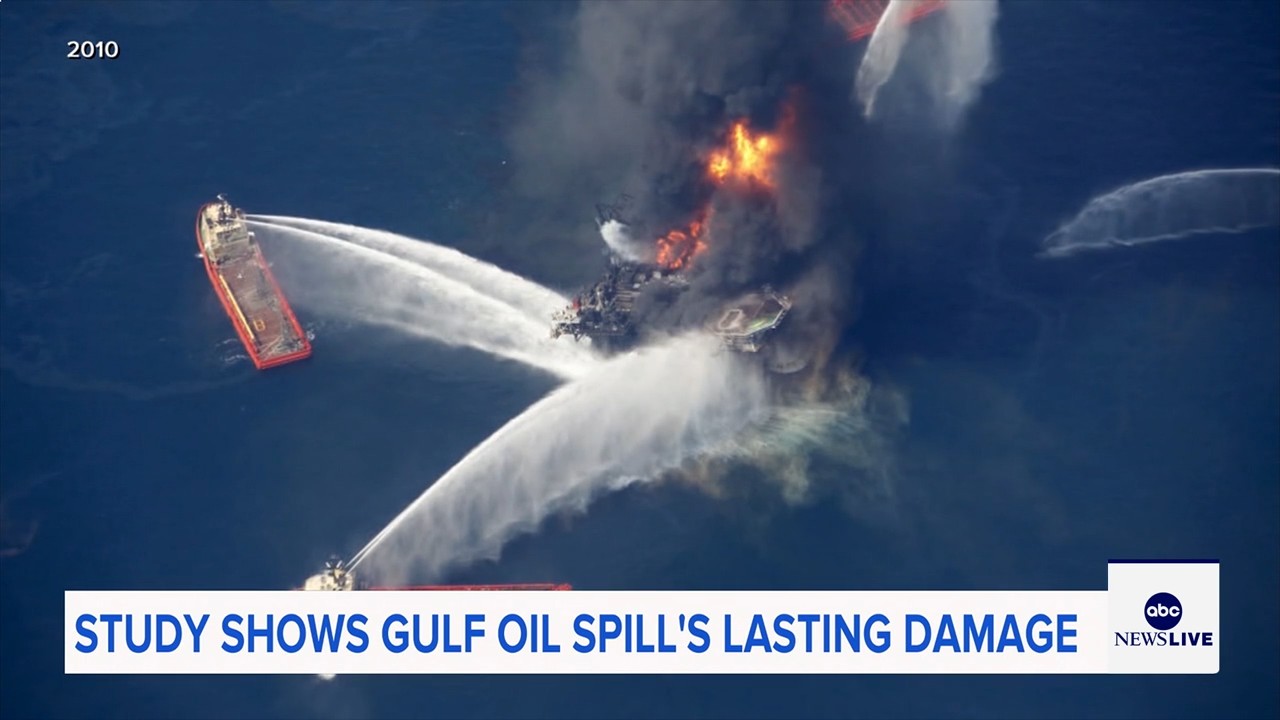 Marine life dramatically declined in Gulf of Mexico in years after BP oil spill, study finds
— ABC 7 Bay Area, Cupertino Community news