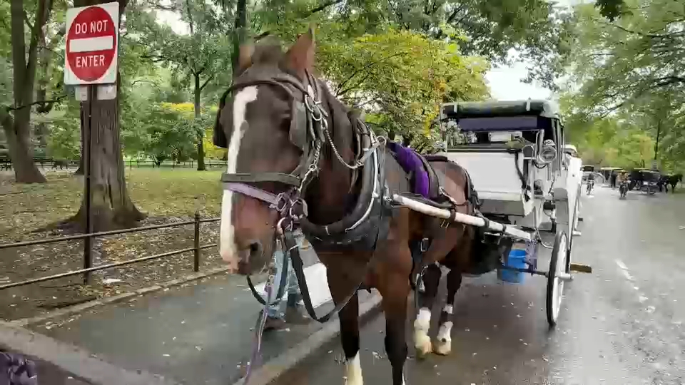 New York City Council passes law to phase out horse-drawn carriages by 2028
       — ABC 7 Bay Area, Cupertino Government news