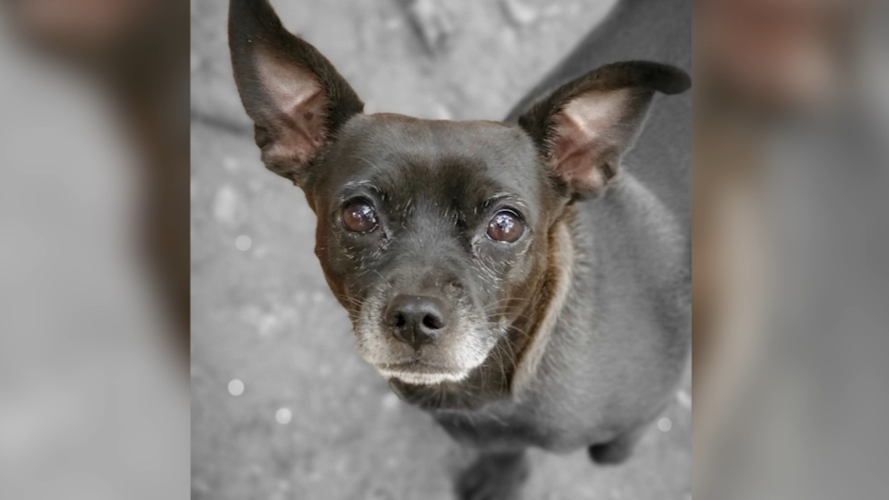 Oakland family seeks justice after dog attack that killed beloved pet: 'She was taken from us'
       — ABC 7 Bay Area