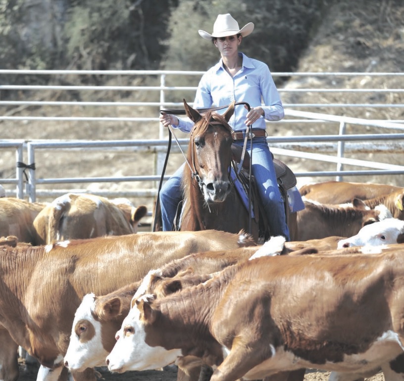 SDSU Extension offers Beef Quality Assurance training in Madison in November — KFGO, Cupertino Technology news