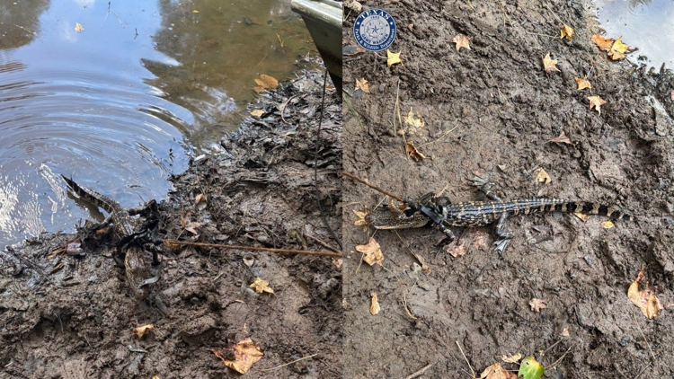 Alligator found tied to boat in East Texas pond; man cited for illegal possession, wardens say — KHOU 11 (Houston), Cupertino Sports news