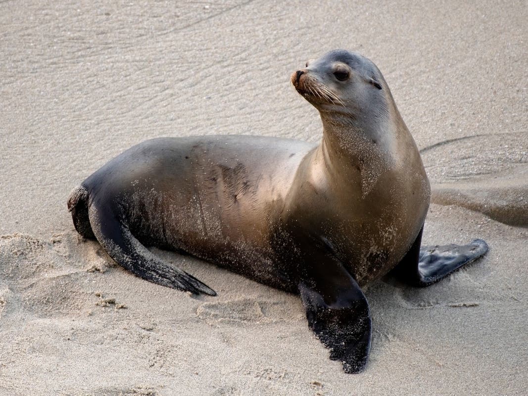Sick Sea Lions, Dead Seabirds Wash Ashore Along SMC Coast: Report — Cupertino Patch