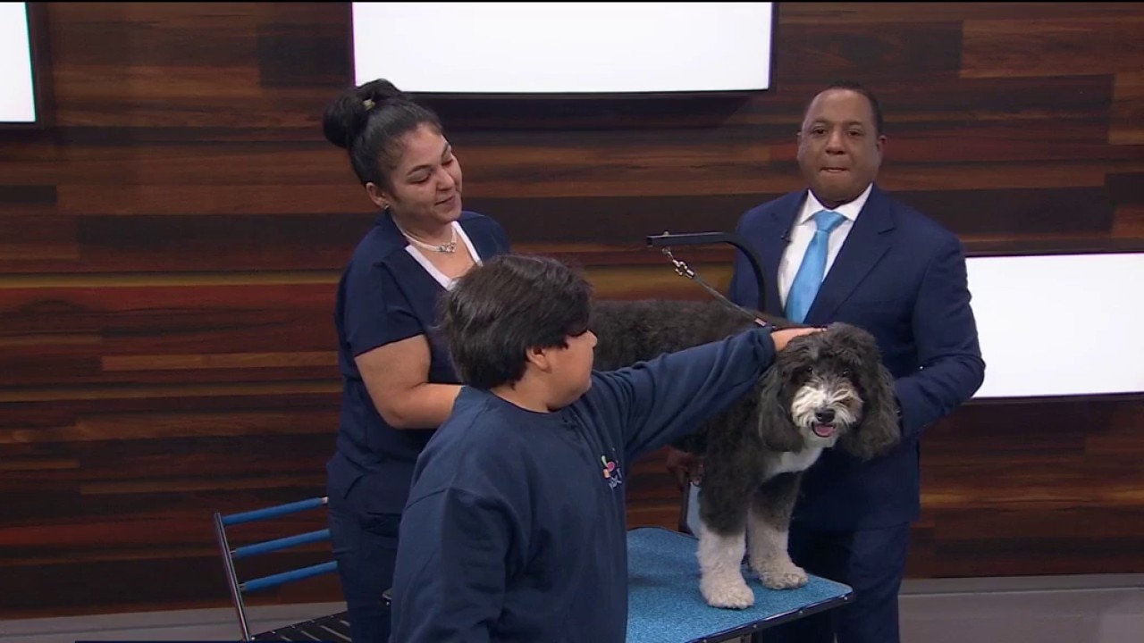 Your dog grooming questions answered — KTVU FOX 2 Bay Area, Cupertino Business news