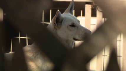 Dozens of dogs taken from Vallejo home amid animal cruelty investigation — KTVU FOX 2 Bay Area, Cupertino Real Estate news
